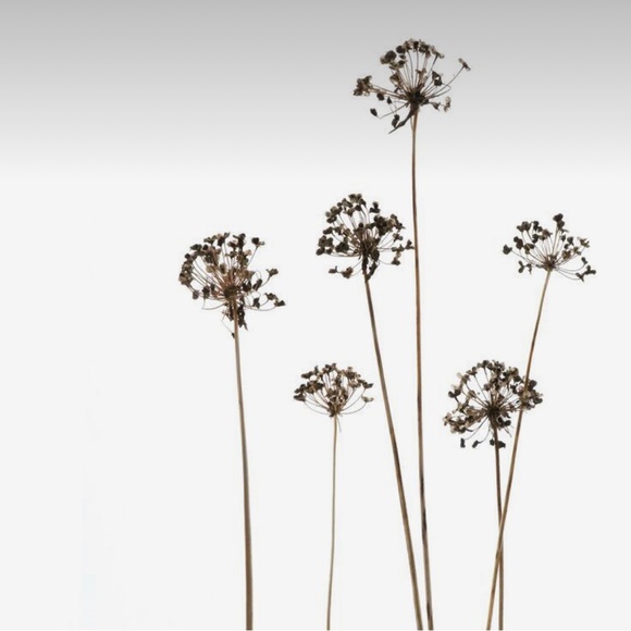 Meet your Posher, Lola - Picture 1 of 1